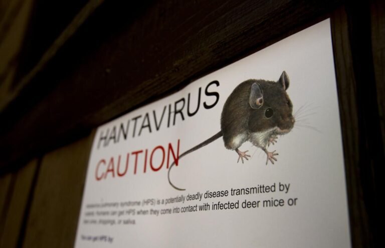 hantavirus ilustrasi